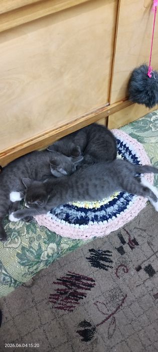 Отдам Котят в хорошие руки!