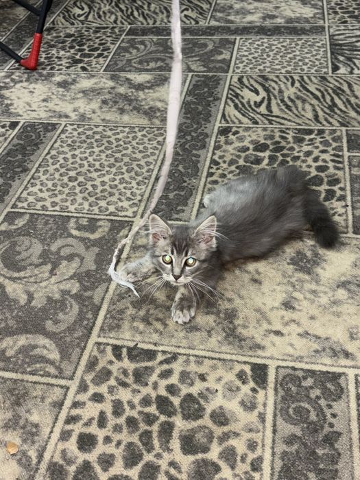 Продам котенка мальчик