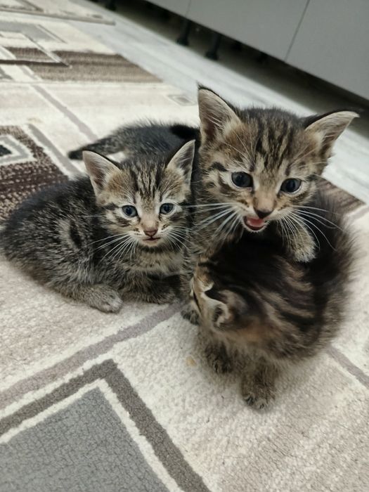 Котята бесплатно