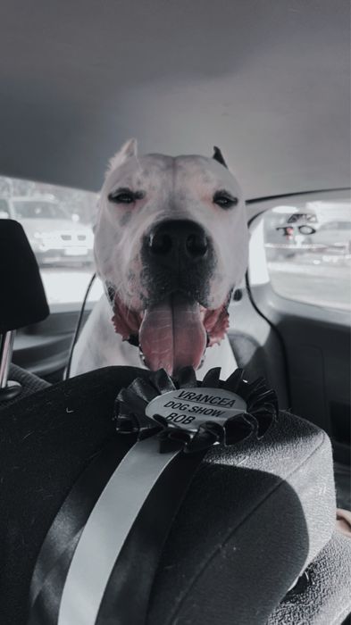 Mascul Dog Argentinian / Dogo Argentino