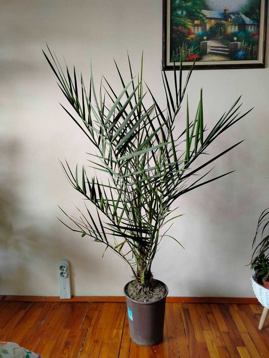 Финикова палма, Драцена, Шефлера, Сансевиера, Амарилис