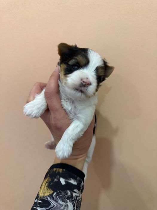 Бивер йоркширски териер