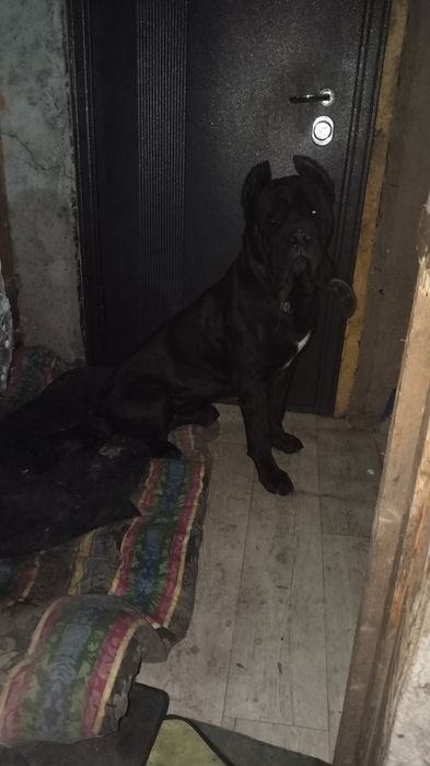 Кабель на вязку Кане Корсо