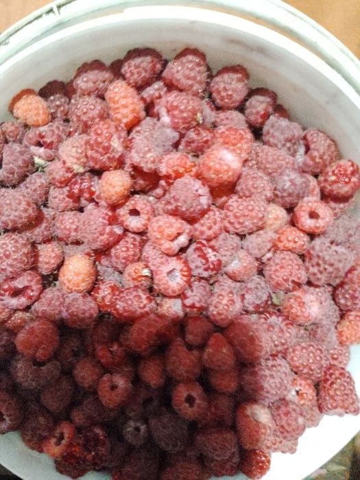 Продам малину с дачи,курмыш