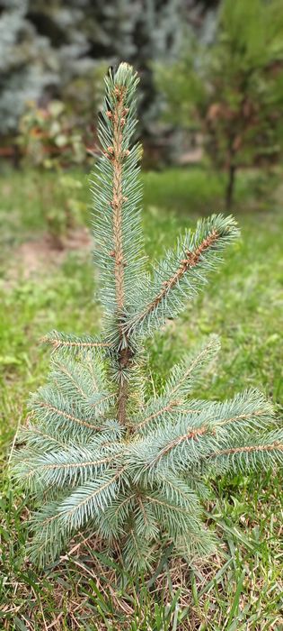 Puieti de brad argintiu Keibab