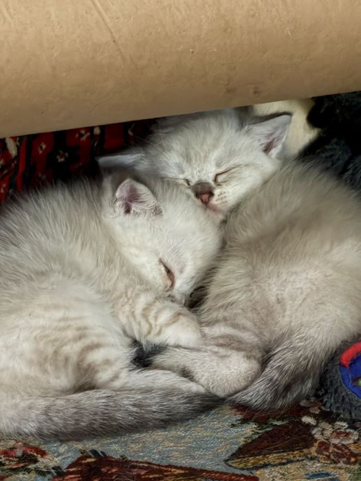 Белые пушистые котята
