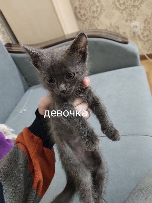 Отдаю котят в добрые руки