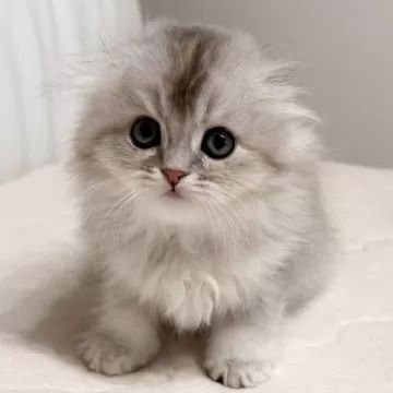 Шотландские вислоухие котята