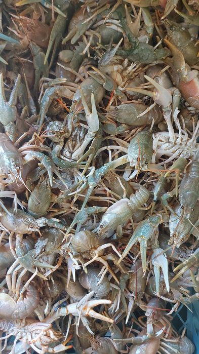 Раки морские живые