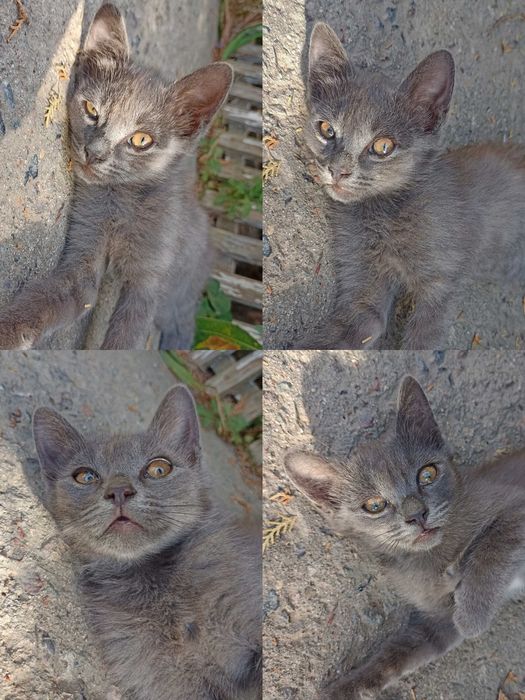 Котята (3 месяца)