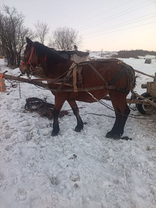Vând iapa de 4 ani deafata