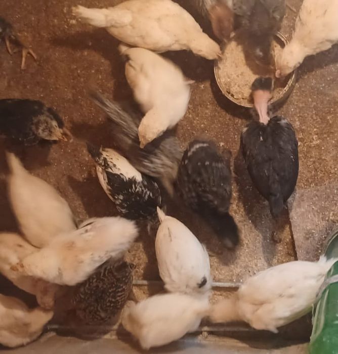 Pui de-aia de vanzare