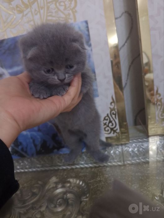 Мушукчалар сотилади