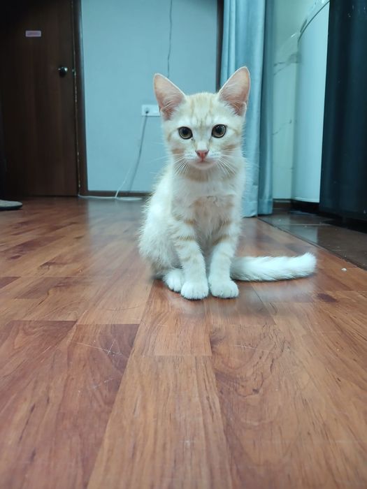 Отдам котят даром