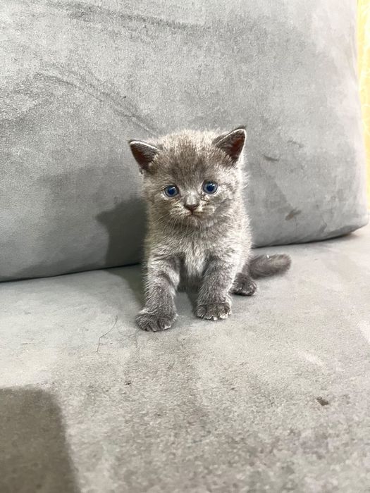 Продам котёнка шотландский