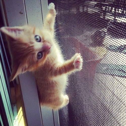 Москитная сетка  ремонт окон