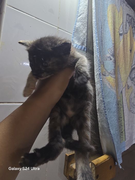 Красивые котята бесплатно!!!