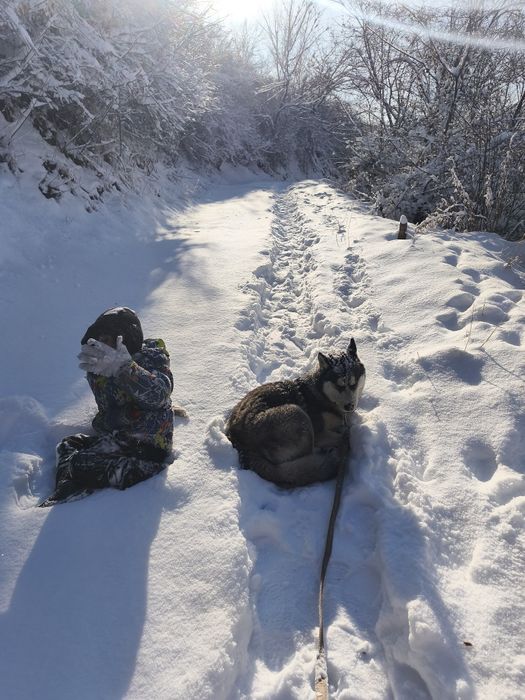 Хаска кобель очень послушный