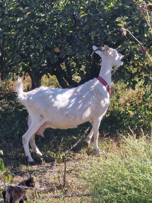 Capra de vanzare