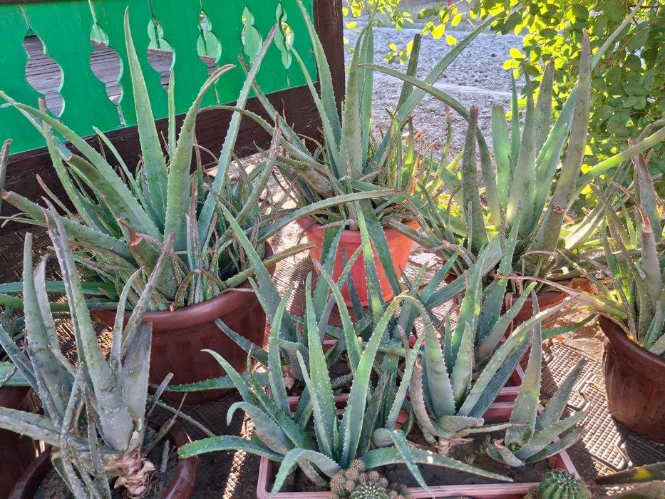 Продажа цветов "АЛОЭ"