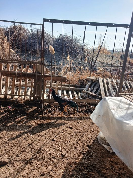 Kulangi xòroz sotiladi