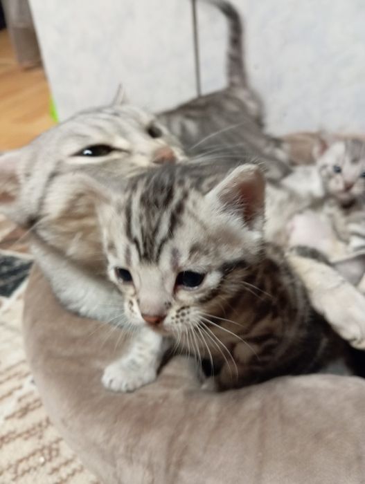 Продаются малыши бенгальские