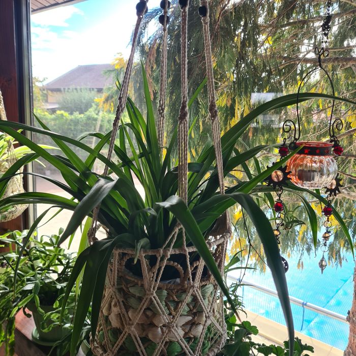 Planta paianjen verde