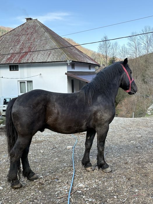 De vanzare cal de 2,9 ani!