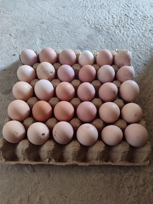 Джерсииский гигант инкубационные яйца / Другие породы тоже