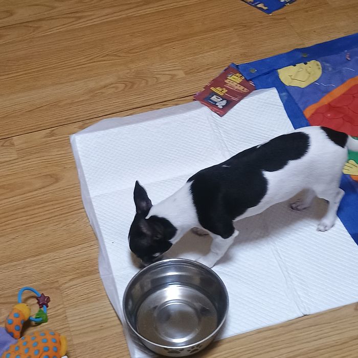 Fetiță 5 Luni Chihuahua /Ciuaua Toy