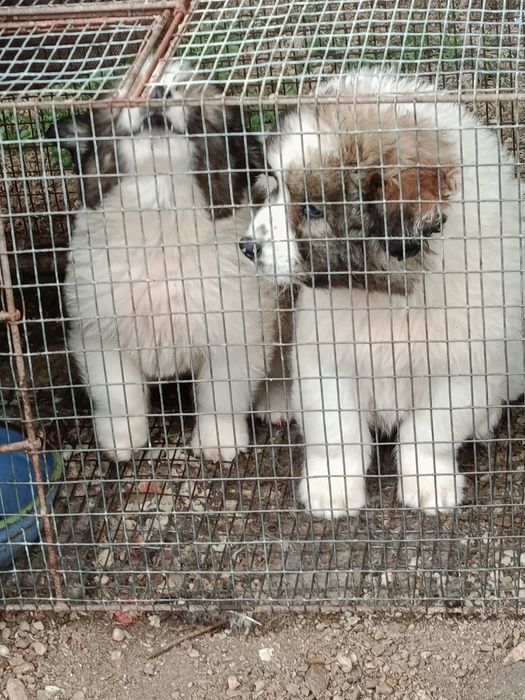 Свободни мъжкарчета