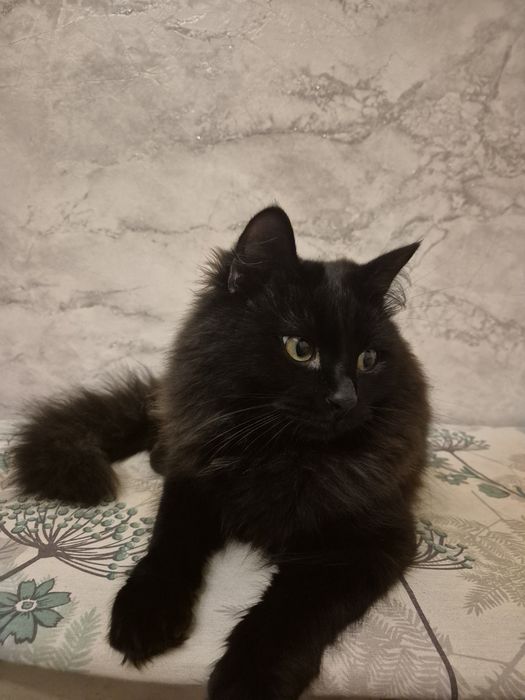 Котика в хорошие руки