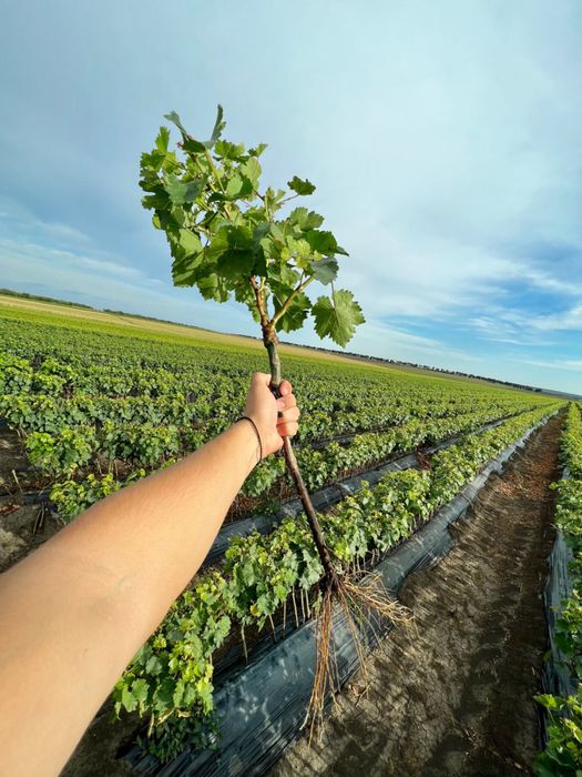 Butasi vita de vie hibrid si altoita!