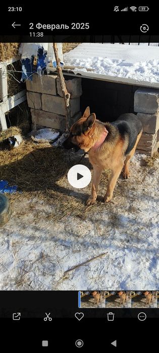 Европейская овчарка
