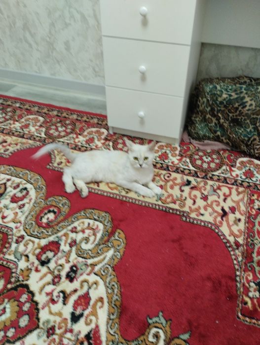Кошка шыншыл добрая