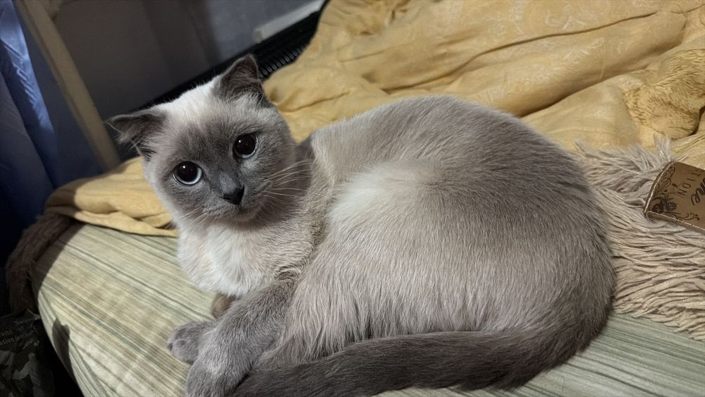 кошка смесь сиамки
