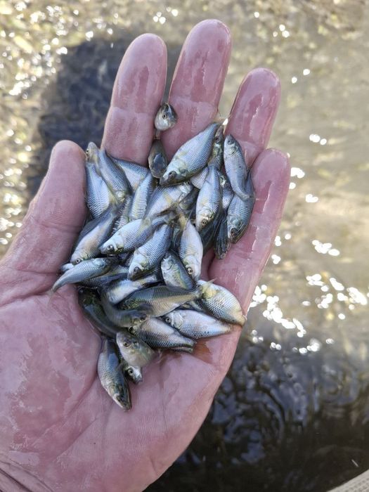 TCT FISH CLUSTERda yetishtirilgan baliq chavoqlari kelishilgan narxda