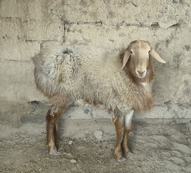 Баран қой қошқар