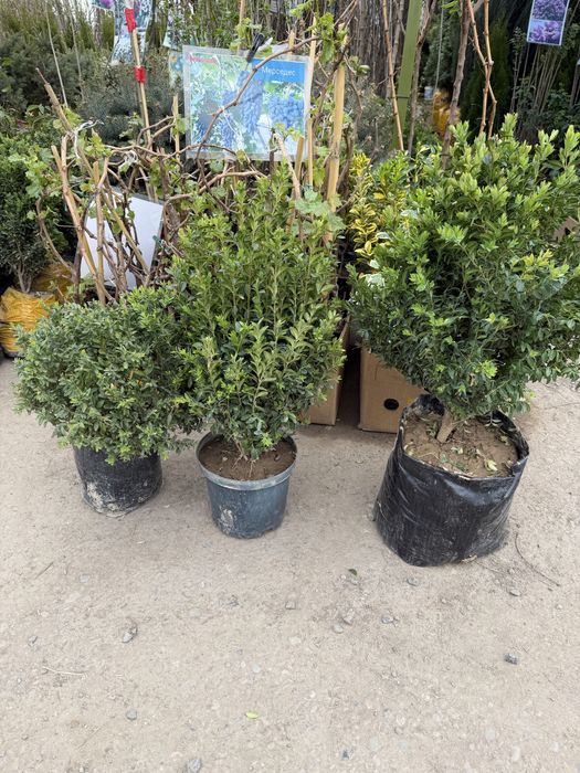 Живая изгородь. Бирючина Самшит