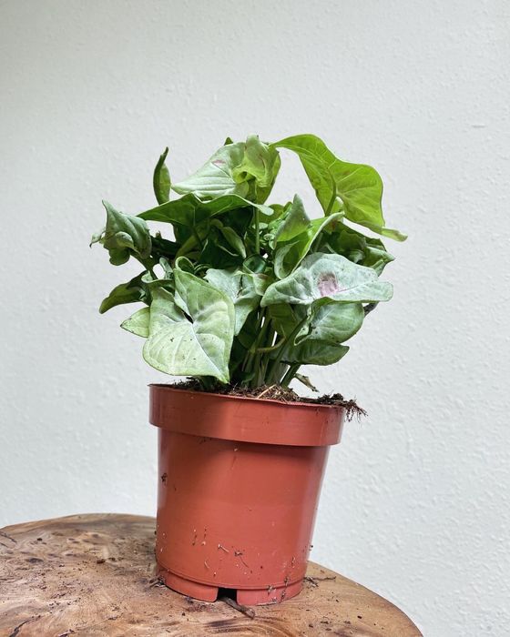 Сингониум Милк Конфетти