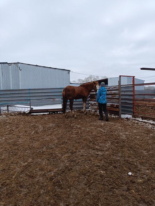 Продам жеребчика 2 летка