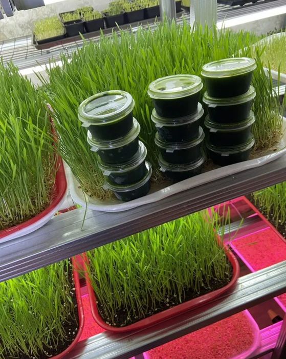 Витграсс. Всегда в наличии