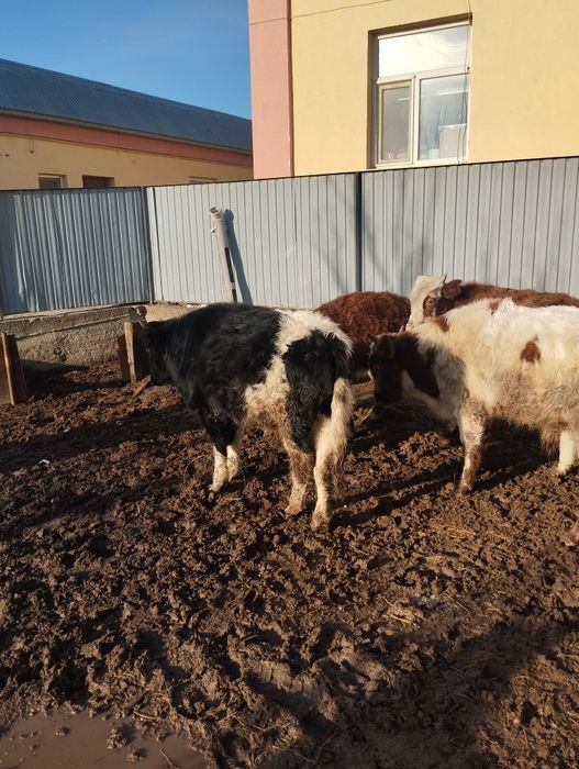 Семиз еркек баспактар