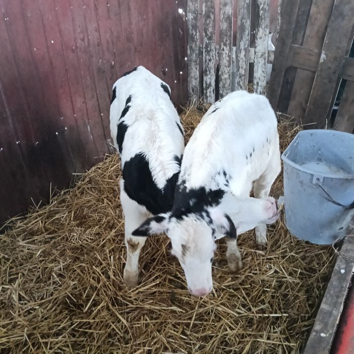 Vând 2 vitei sugari