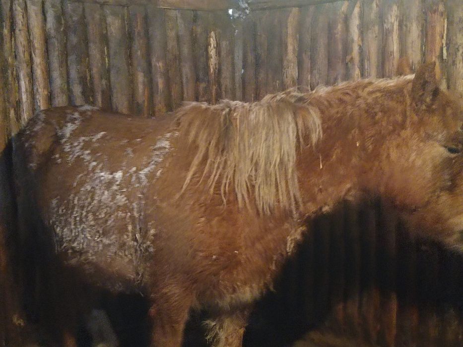 Тай полутяж почти кунан