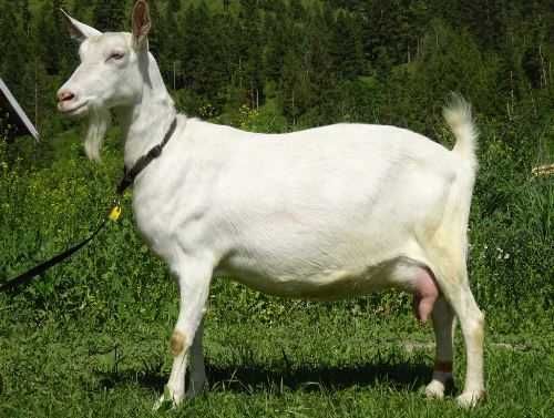 Capre rasa Saanen, gestante sănătoase, cu o genetică bună și foarte bine îngrijite.