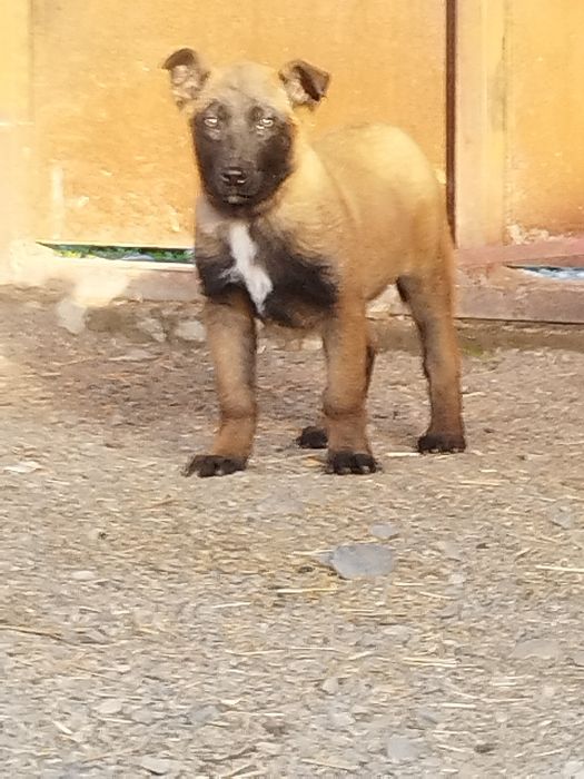 Бельгийский овчарка малинуа