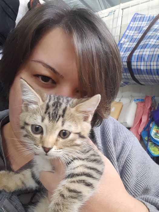 Отдам котят в добрые руки
