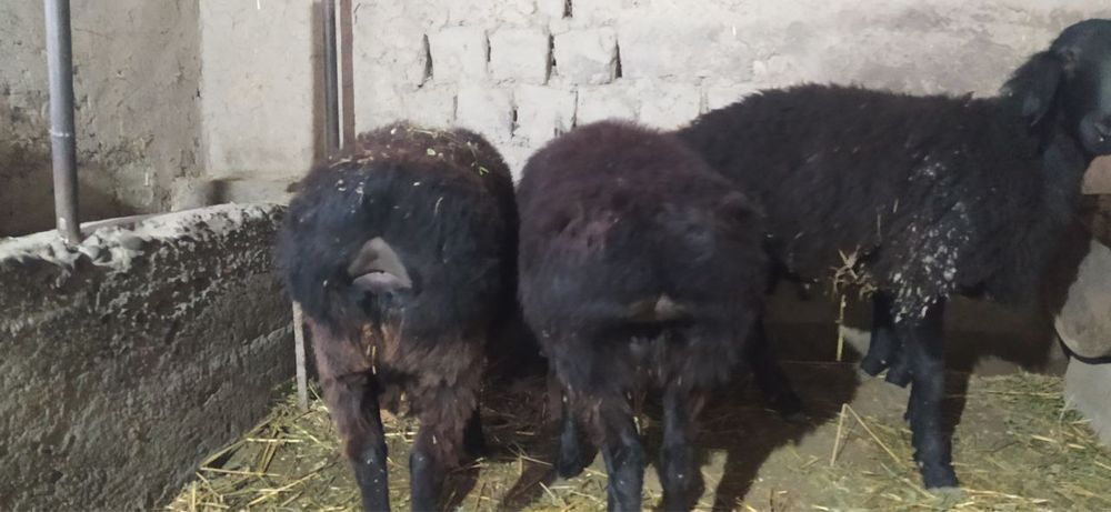 Kuy kuzilar bor 5 ta 2 urgochi 3 ta kuchkor