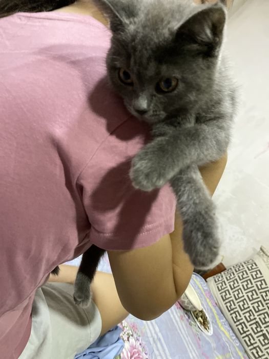 Отдам даром домашняя кошка